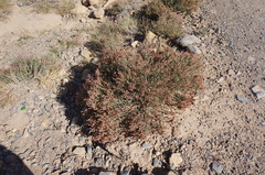 Anabasis syriaca