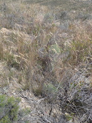 Pentameris eriostoma