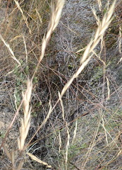 Pentameris eriostoma