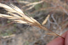 Pentameris eriostoma