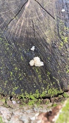 Tremella fuciformis