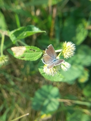 Hemiargus ceraunus astenidas