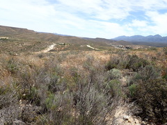 Pentameris eriostoma