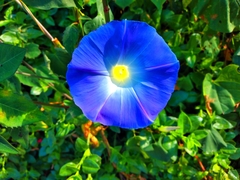 Ipomoea tricolor