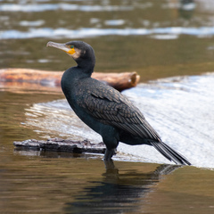 Phalacrocorax carbo