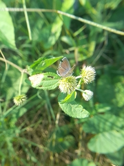 Hemiargus ceraunus astenidas