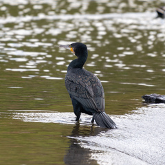 Phalacrocorax carbo