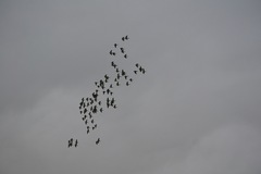 Psittacara holochlorus