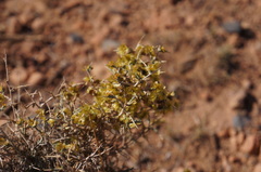 Noaea mucronata