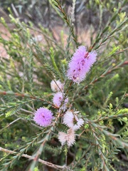 Melaleuca decussata