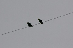 Amazona autumnalis