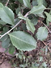 Maytenus undata