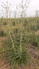Eryngium horridum