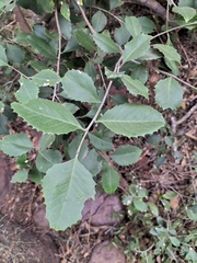 Maytenus undata