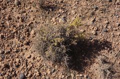 Noaea mucronata