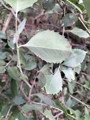 Maytenus undata