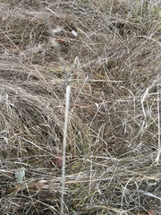 Muhlenbergia rigens