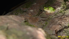 Hyla japonica