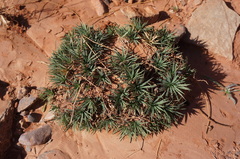 Atractylis caespitosa