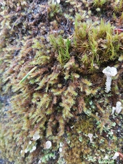 Racomitrium heterostichum