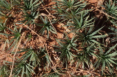 Atractylis caespitosa