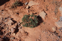 Atractylis caespitosa