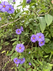 Lycianthes rantonnetii