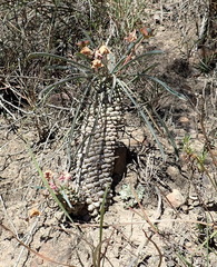 Euphorbia clava