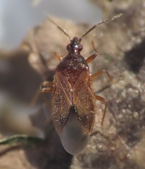 Amphiareus obscuriceps