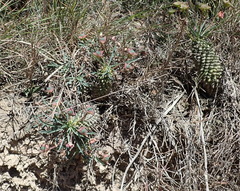 Euphorbia clava