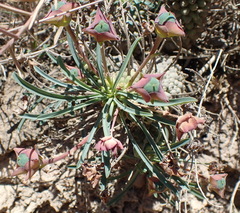 Euphorbia clava