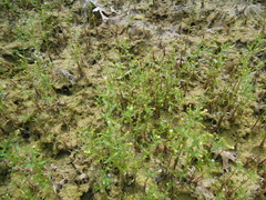 Gratiola quartermaniae