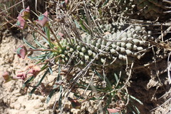 Euphorbia clava