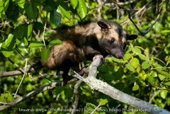 Didelphis aurita