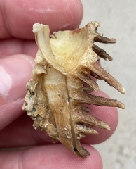 Homalocantha oxyacantha