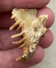 Homalocantha oxyacantha