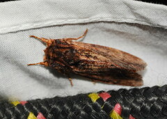 Sorama bicolor
