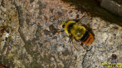 Bombus ignitus