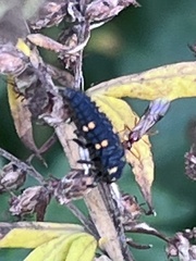 Coccinella septempunctata