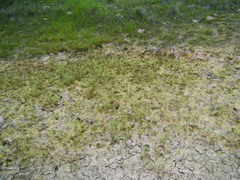 Gratiola quartermaniae