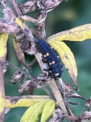 Coccinella septempunctata
