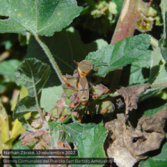 Dysdercus bimaculatus