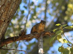 Sciurus niger