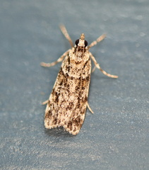 Scoparia chiasta