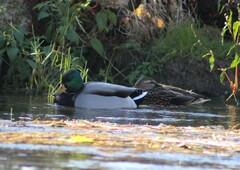 Anas platyrhynchos