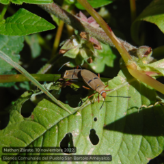 Dysdercus bimaculatus