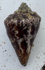 Lobatus peruvianus
