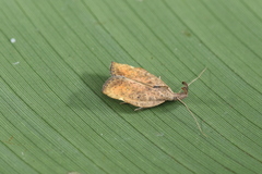 Gonionota