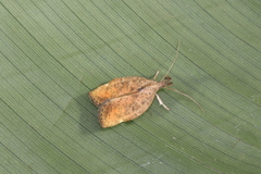 Gonionota