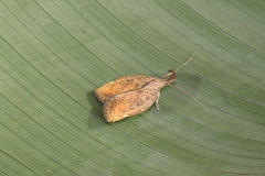 Gonionota